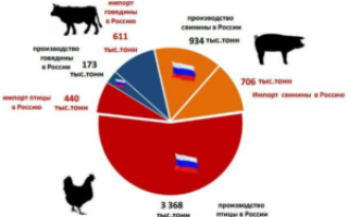 Мясная промышленность — состояние отрасли в России