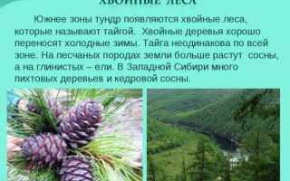 Лесная промышленность России: отрасли и производства