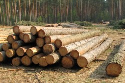 Бревна из сосны