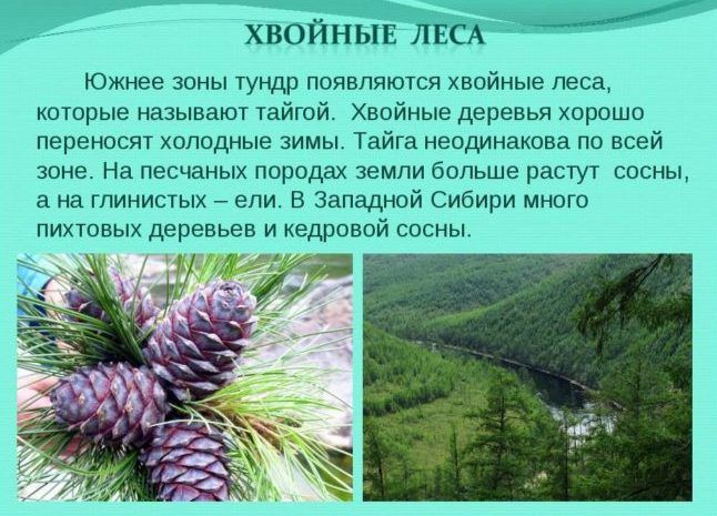 Хвойные леса
