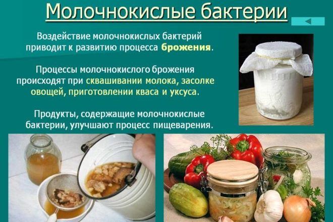 Молочнокислые бактерии