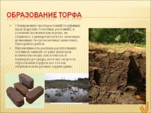 Образование торфа
