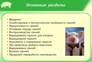 Преимущества свиноводства - основные разделы