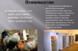 Птицефабрика