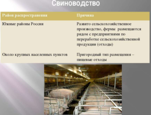 Свиноводство
